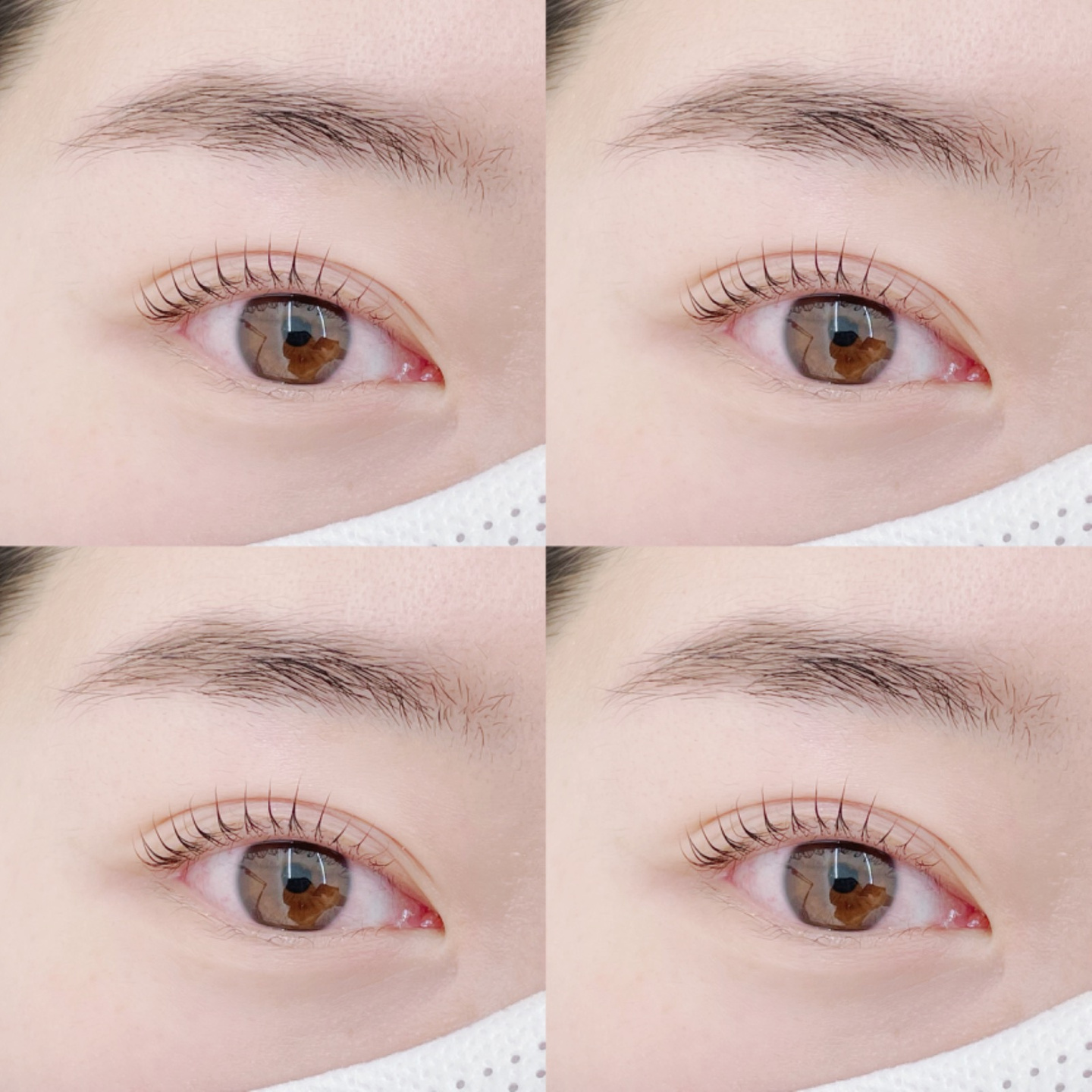 꽃마리